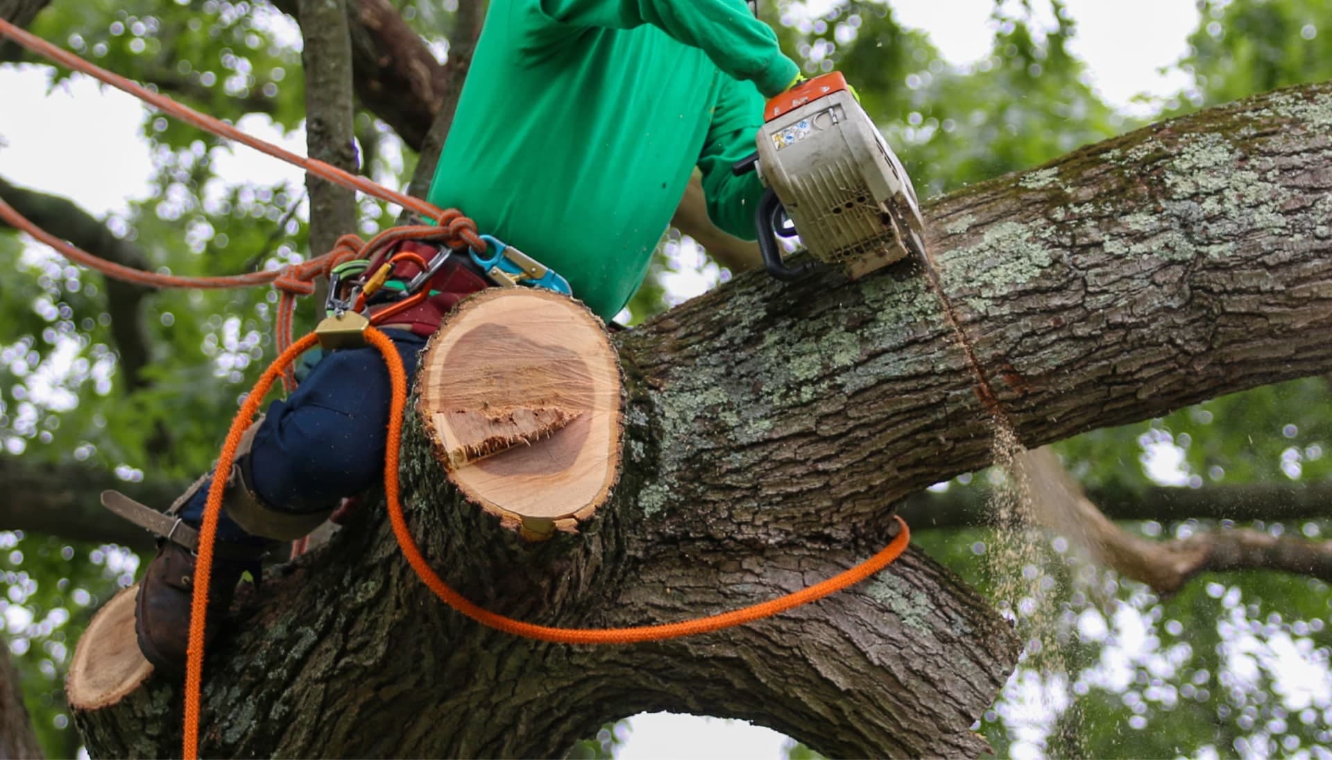 Our team is committed to making the process of tree care and removal affordable in Bethlehem, Pennsylvania