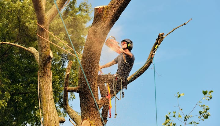 Local tree removal contractors in Bethlehem, Pennsylvania