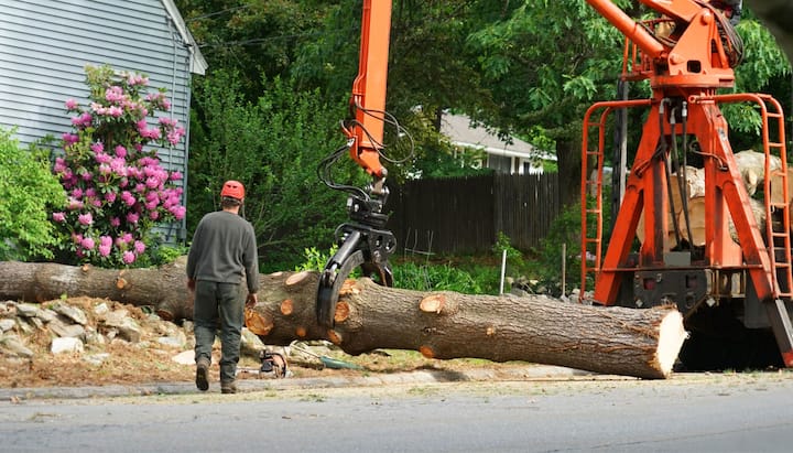 Top rated tree removal services Bethlehem, Pennsylvania