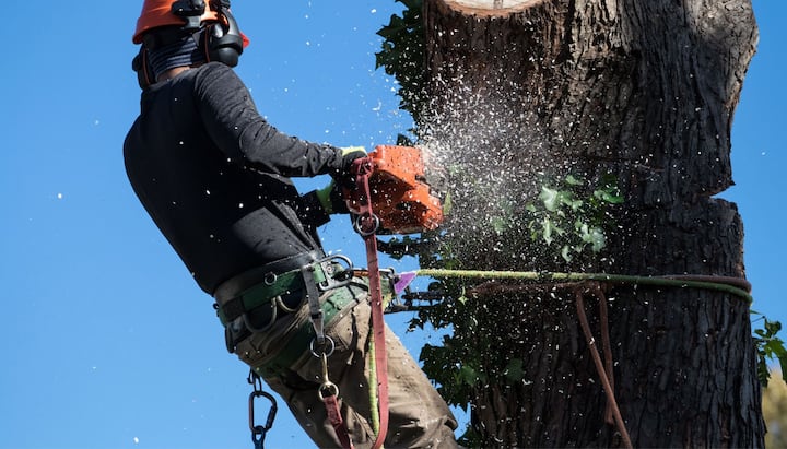 offering best tree removal solutions in Bethlehem, Pennsylvania